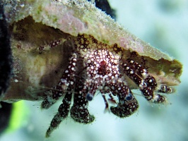 IMG 8980 White Speckled Hermet Crab